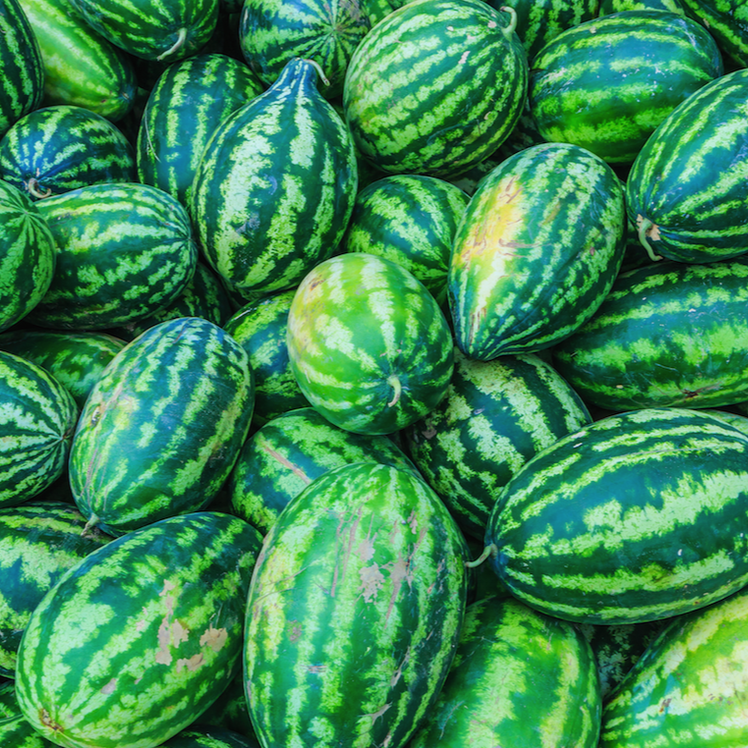 Congo Watermelon seeds by SeedsNow, showing vibrant watermelon seeds in a clear container on a white background.