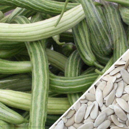 Armenian long green cucumber seeds by SeedsNow, showcasing elongated cucumber seeds ideal for growing Metki serpent melons.