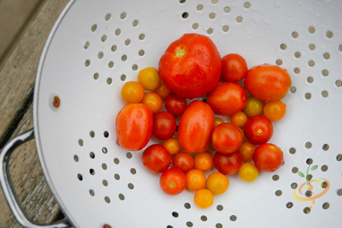 Red Cherry Tomato indeterminate seeds from SeedsNow, small size, fresh and vibrant, ready for planting in garden or containers.