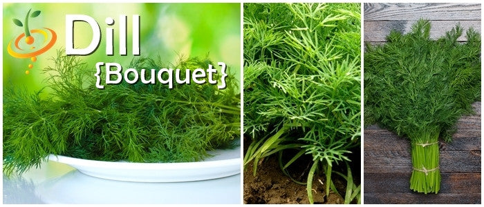 Fresh dill bouquet seeds from SeedsNow, showcasing vibrant green dill plant with feathery leaves in a natural garden setting.