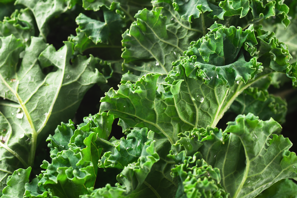 Siberian Dwarf Kale plant grown from SeedsNow kale seeds, featuring dark green, compact, leafy kale leaves.