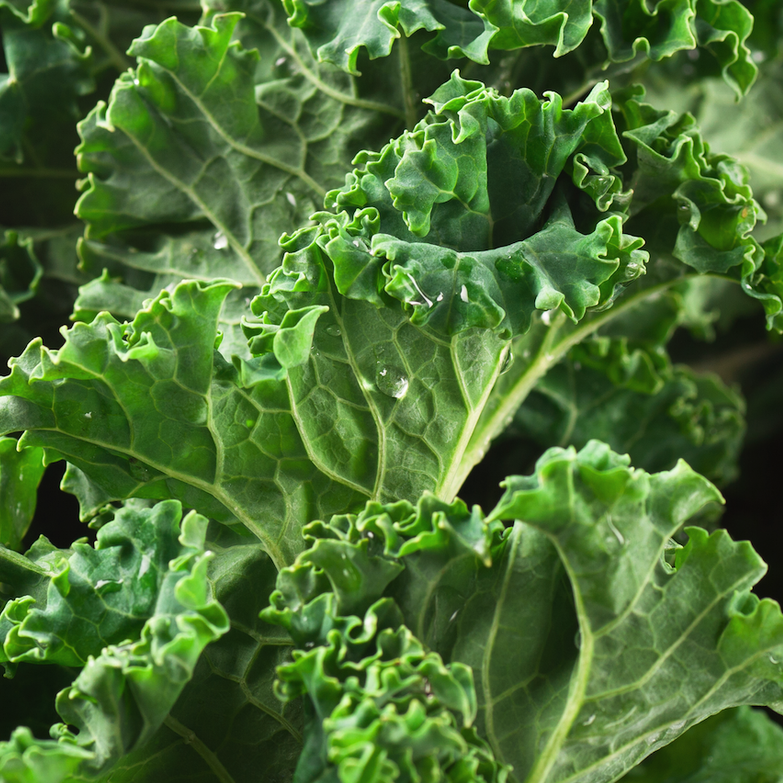 Siberian Dwarf Kale seeds from SeedsNow, showing vibrant green dwarf kale leaves and seed packet for planting.