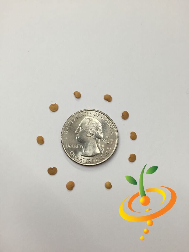 Eggplant seeds arranged around a US quarter coin for size comparison