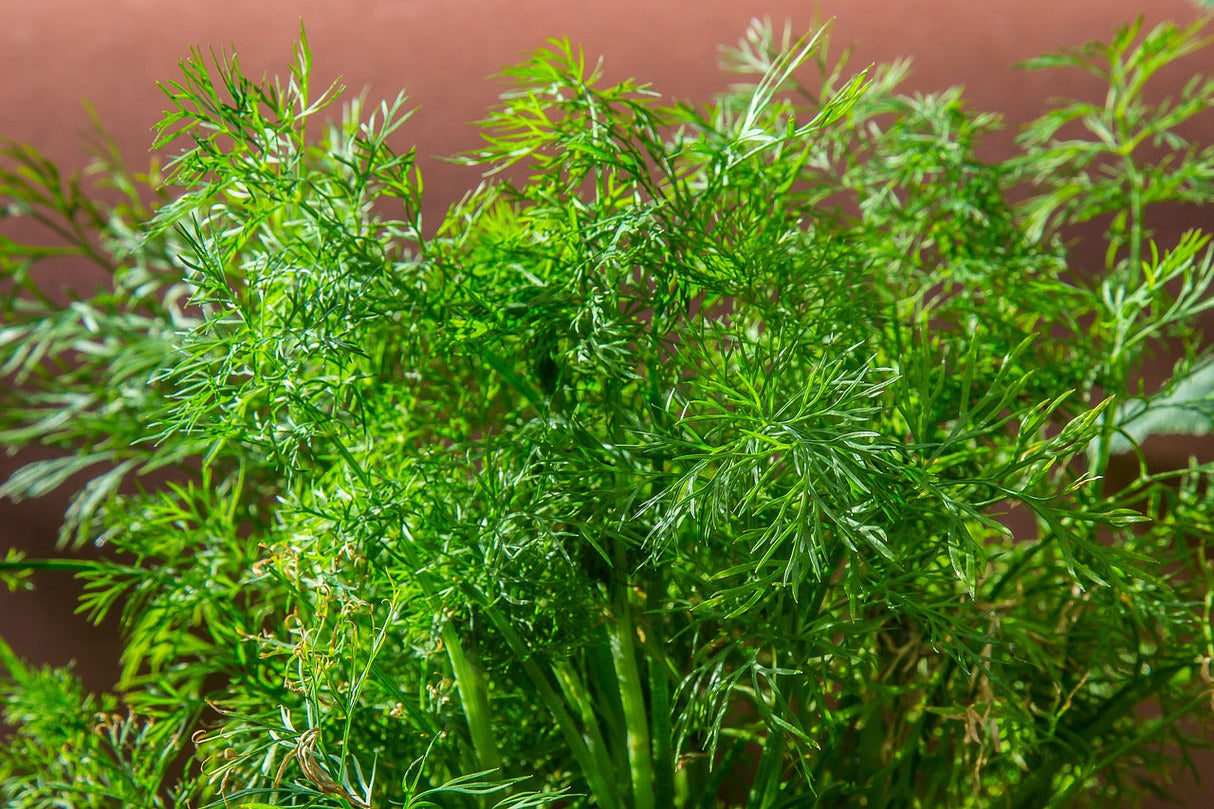 Dukat dill seeds in a jar, aromatic dill herb perfect for cooking and garnishing, displayed on a kitchen countertop.