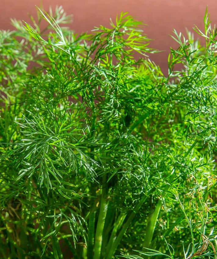 Dukat dill seeds in a small container, aromatic dill herb with green feathery leaves, used for culinary and garnish purposes.