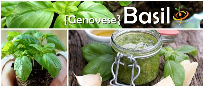 Genovese sweet basil seeds from SeedsNow, showing small green basil seed packets with fresh basil leaves in the background.