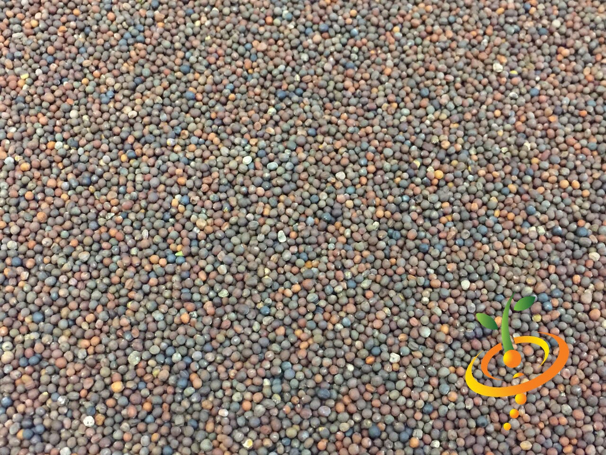 Lacinato kale seeds, also known as Dinosaur kale, from SeedsNow, showing dark green, textured seed packets for planting.