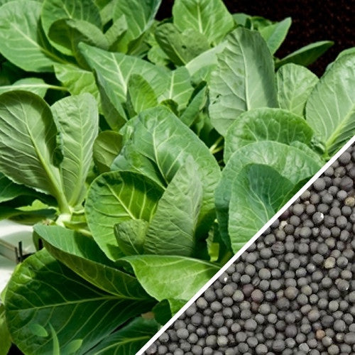 Healthy green kale leaves with Premier seeds close-up for planting and harvesting