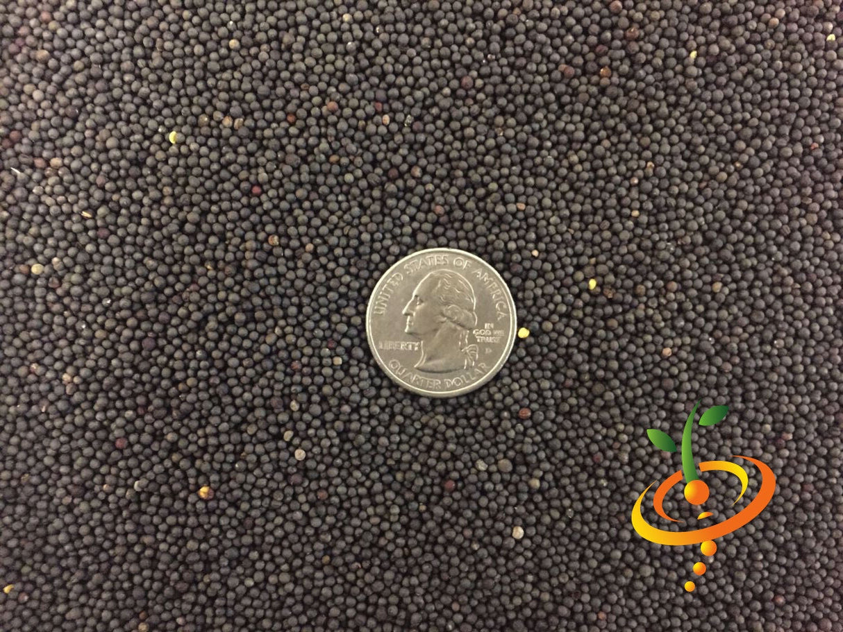 Kale Premier seeds close-up with US quarter for size comparison and SeedsNow logo
