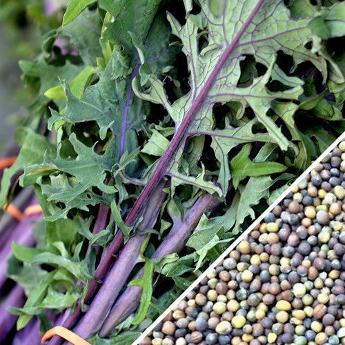 Close-up of Red Russian kale leaves with purple stems alongside multicolored kale seeds