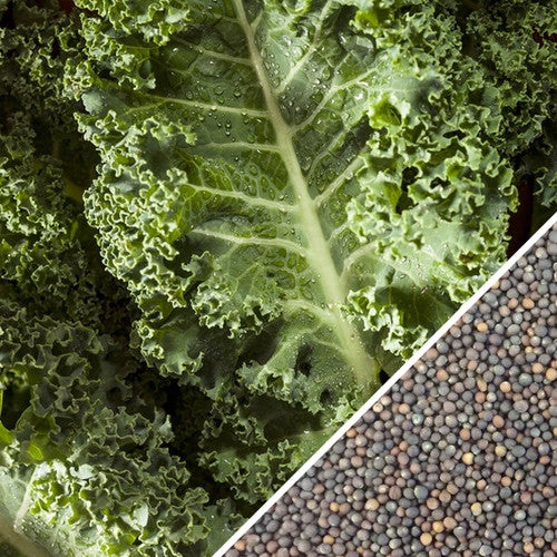 Fresh green Kale Vates seeds from SeedsNow, showing vibrant leaves and seed packaging for healthy vegetable gardening.