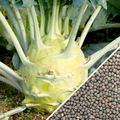 Kohlrabi Delicatesse with tender round bulbs and blue seeds for planting in garden soil