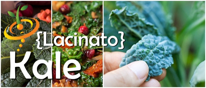Lacinato kale, also known as Dinosaur kale, SeedsNow brand seed packet featuring vibrant green, textured leaves.
