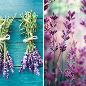 Buy English Lavender Seeds Online from USA | Lavandula angustifolia