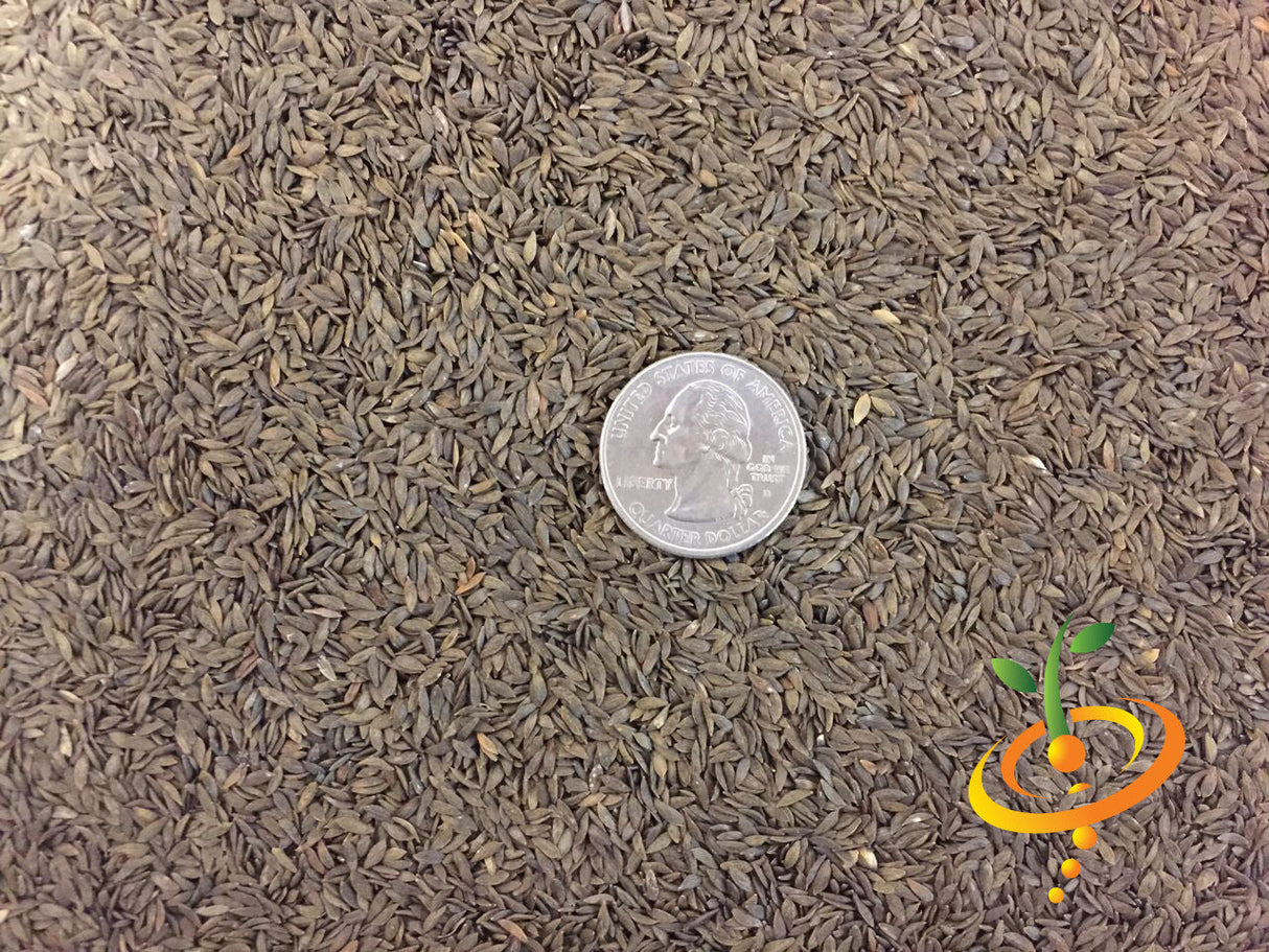 Close-up of Lettuce - All Year Round seeds with a quarter coin for size comparison