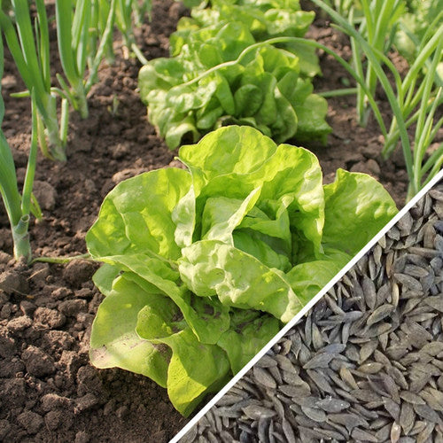 All Year Round Butterhead lettuce growing in soil with close-up of lettuce seeds