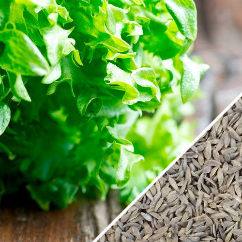 Black Seeded Simpson lettuce seeds from SeedsNow, showing small green seed packets with illustrations of leafy lettuce.