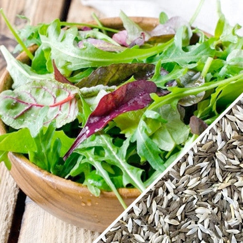 Close-up of gourmet mesclun mix lettuce seeds from SeedsNow, showing small, diverse seed varieties for planting.