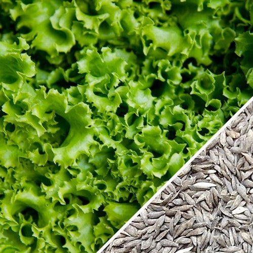 Green Ice lettuce seeds from SeedsNow, showing fresh green lettuce leaves and seed packaging for gardening or planting.