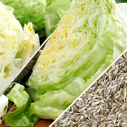 Iceberg lettuce seeds from SeedsNow, close-up of small green seed packets with lettuce illustration on the label.