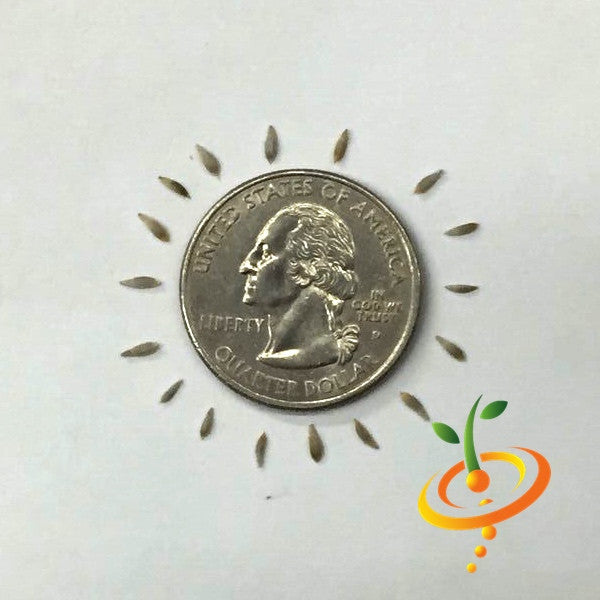 Little Gem lettuce seeds from SeedsNow, showing vibrant green lettuce seeds on a white background.