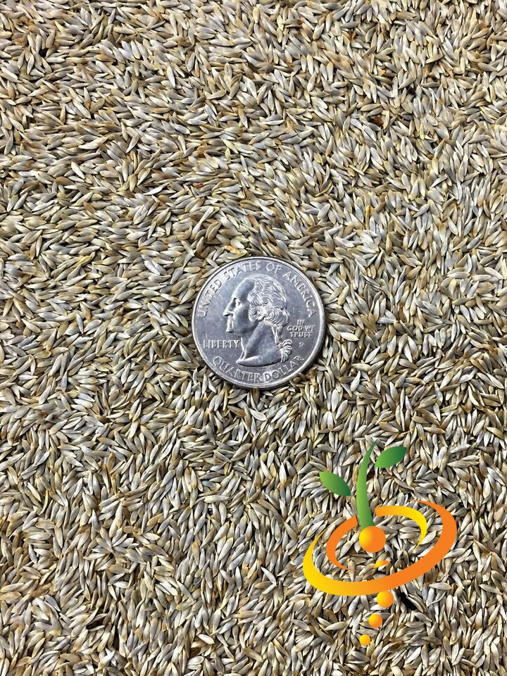 Fresh Little Gem lettuce seeds from SeedsNow, small seed packets for growing crisp, flavorful lettuce in your garden.
