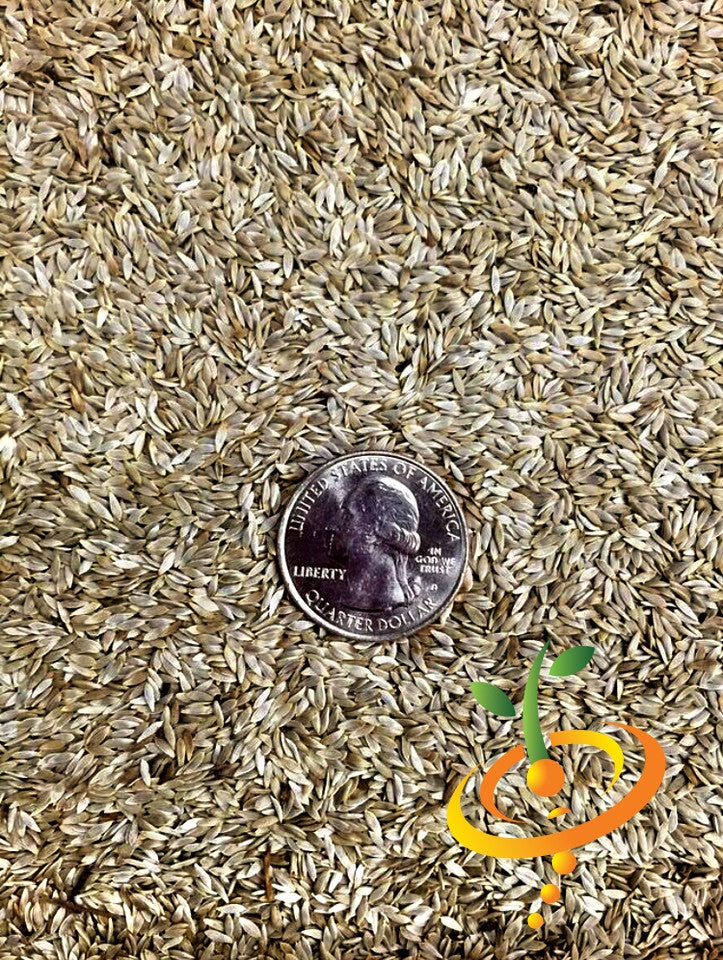 Lollo Bionda lettuce seeds from SeedsNow, showing small seeds ideal for planting fresh salad greens.