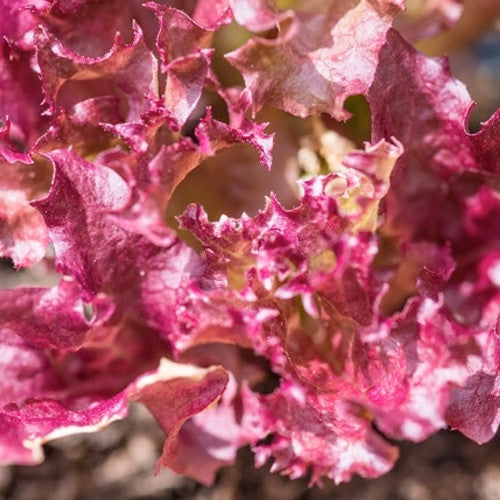Lollo Rossa lettuce seeds from SeedsNow, small reddish seed packets shown on a white background.