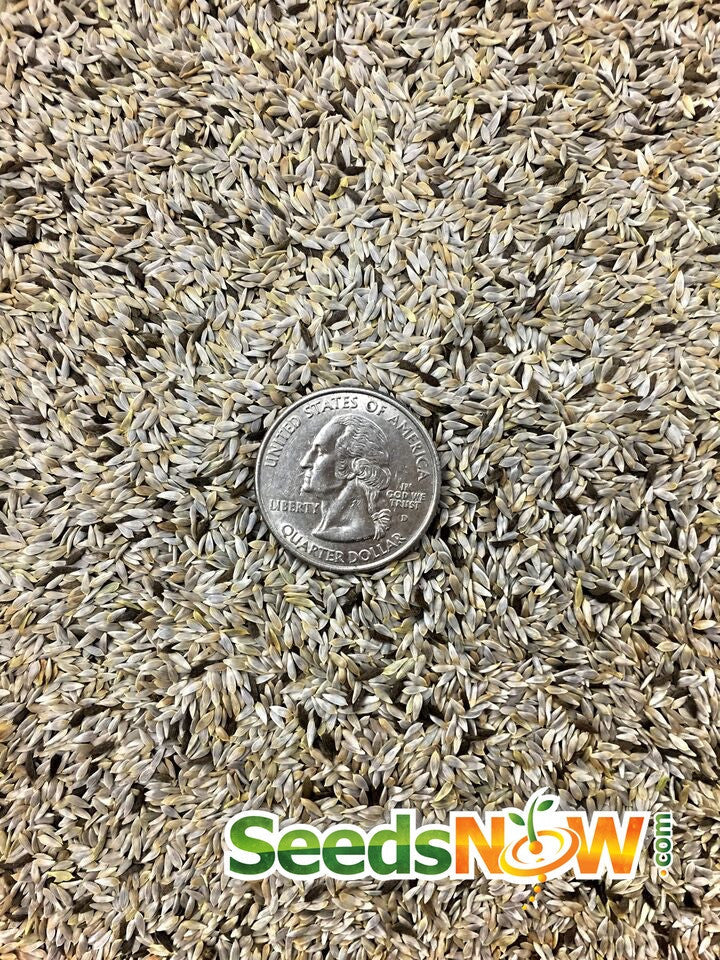 Lollo Rossa lettuce seeds from SeedsNow, close-up of small seed packets with colorful lettuce seed illustrations.