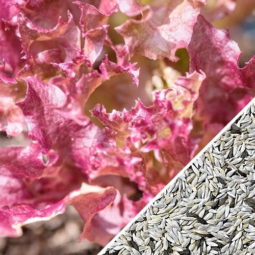 Lollo Rossa lettuce seeds from SeedsNow, showing small green and red seed packets on a white background.