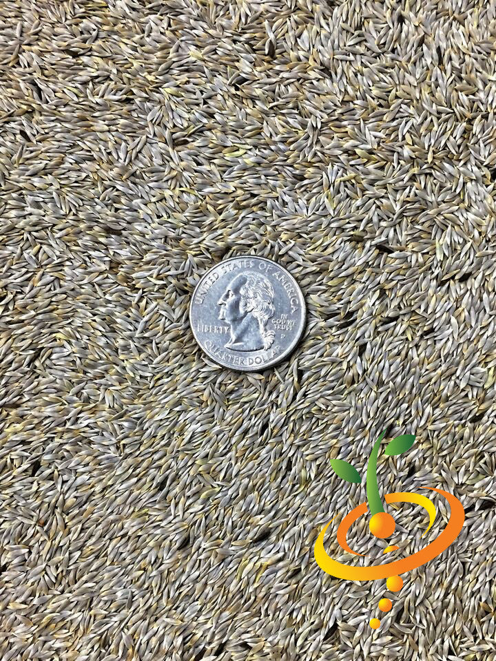 Romaine lettuce seeds, Paris Island Cos variety from SeedsNow, showing fresh green leaf image for planting and gardening.