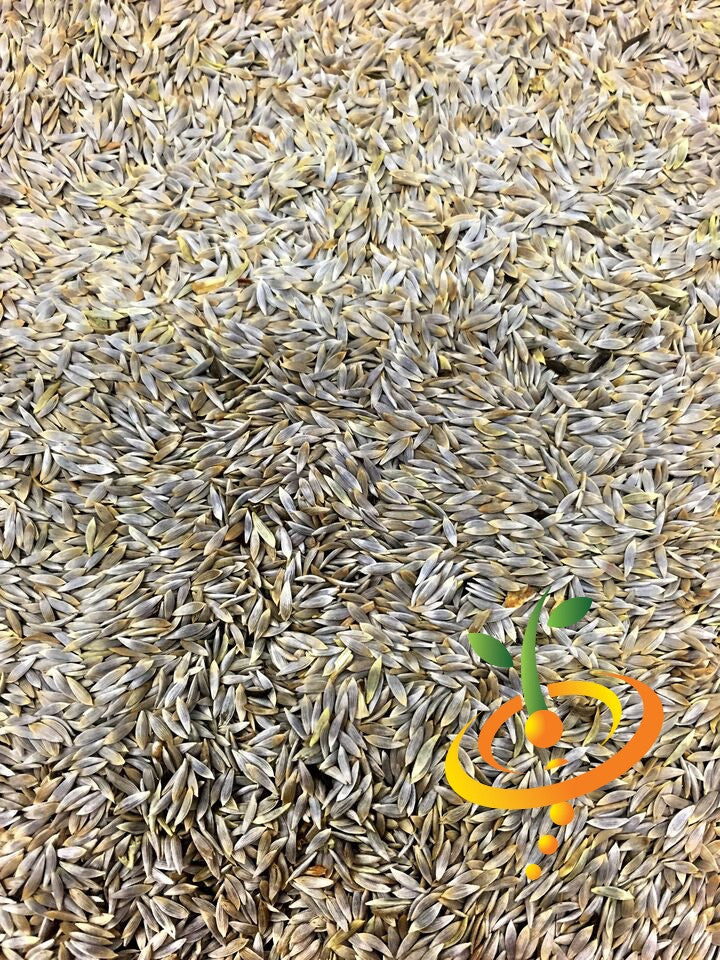 Close-up of numerous Romaine lettuce seeds in a pile
