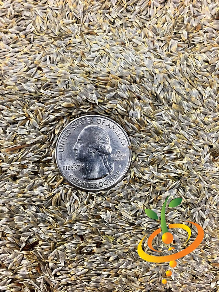 Close-up of tiny Romaine lettuce seeds with a US quarter coin for size reference