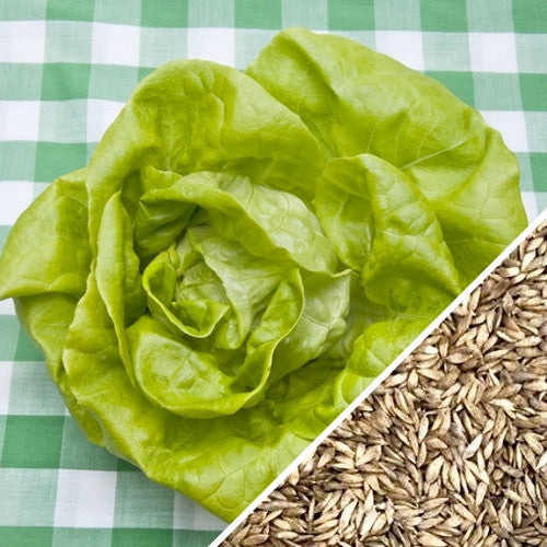 Summer Bibb lettuce seeds from SeedsNow, showing small green seeds ideal for planting and growing fresh lettuce.