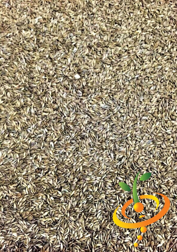 Summer Bibb lettuce seeds from SeedsNow, showing fresh green lettuce heads and seed packets for planting.