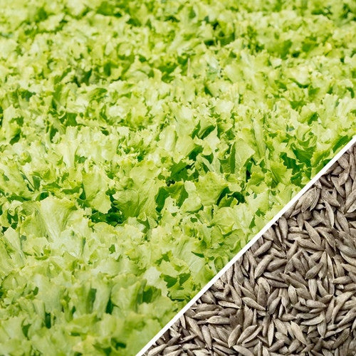 Fresh green lettuce Tango seeds from SeedsNow, showing small seed packets ideal for home gardening and planting.