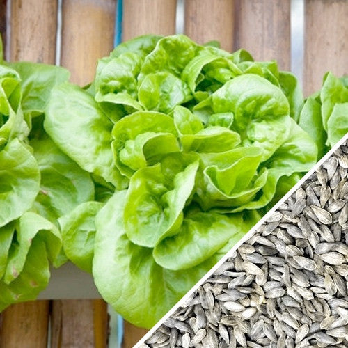 Fresh Winter Density lettuce seeds from SeedsNow, shown in a clear image highlighting the small seed packets and branding.
