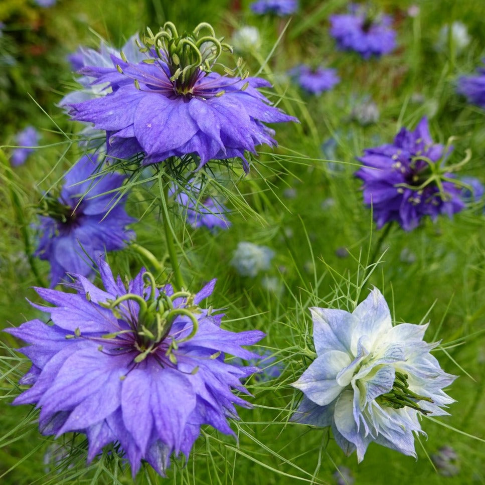 Buy Love in a Mist Flower Seeds Online from USA | Nigella damascena