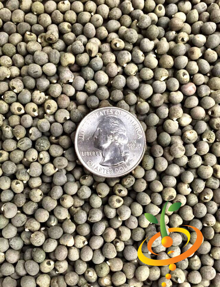 Close-up of Okra Dwarf Long Pod seeds with a US quarter for size comparison