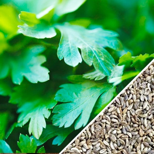Dark Green Italian Giant parsley leaves and seeds close-up for culinary use and gardening
