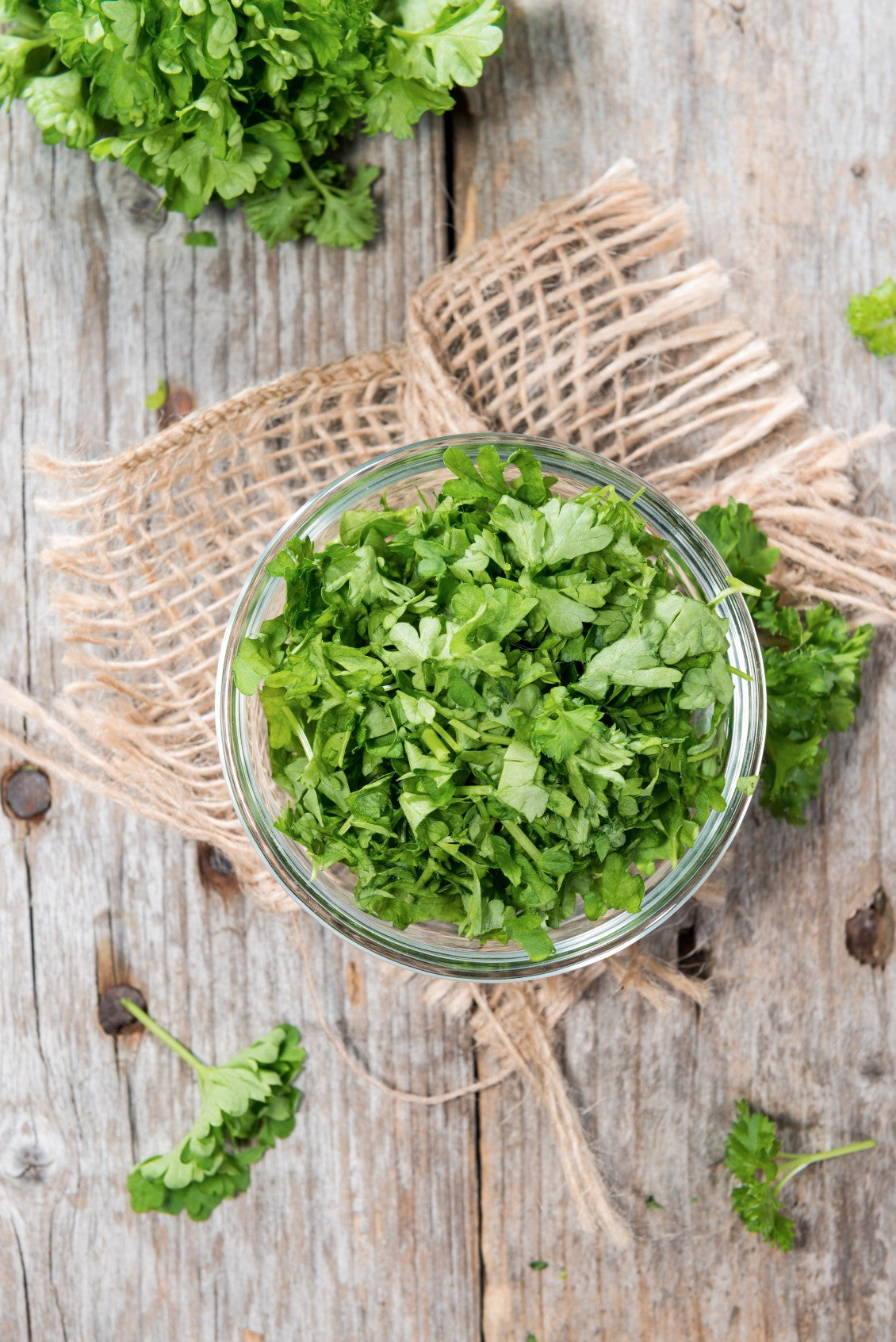 Fresh green parsley plant grown from SeedsNow Evergreen seeds, showcasing vibrant, healthy leaves perfect for culinary use.