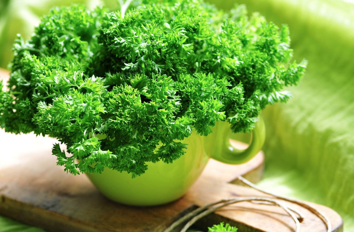 Fresh green parsley plant grown from SeedsNow Evergreen parsley seeds, showcasing vibrant, lush herb foliage.