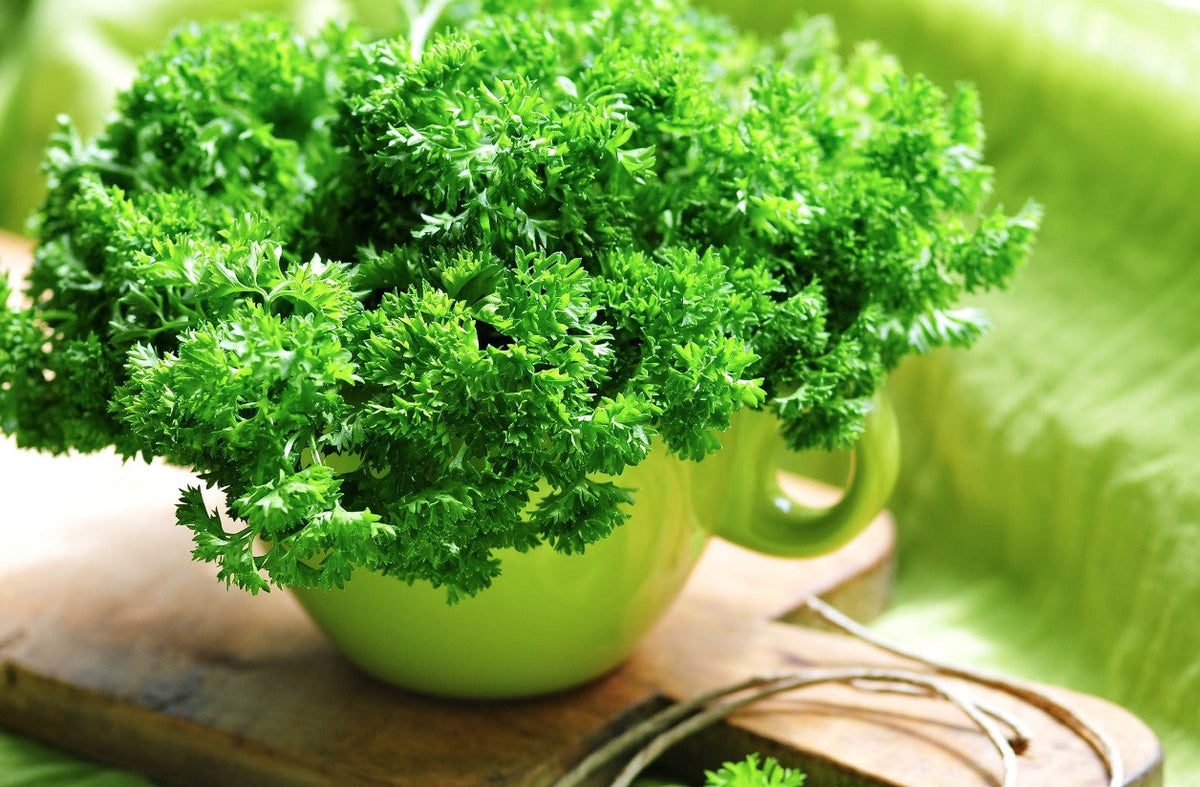 Fresh green parsley plant grown from SeedsNow Evergreen parsley seeds, showcasing vibrant, lush herb foliage.