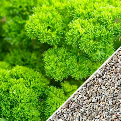 Triple moss curled parsley seeds from SeedsNow, showing fresh green parsley leaves and seed packet for garden planting.