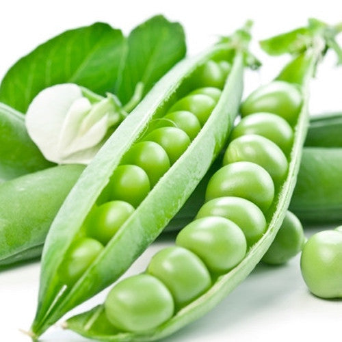 Close-up of fresh green pea pods with peas inside, representing Little Marvel seeds