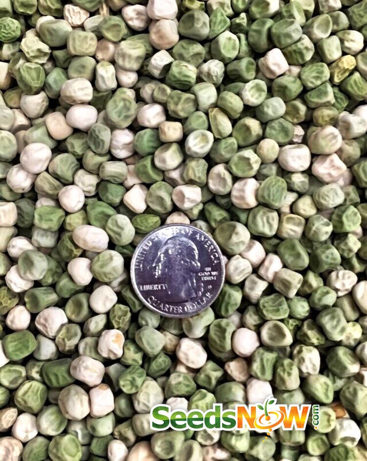 Close-up of green and white Sugar Snap pea seeds with a quarter coin for size comparison.