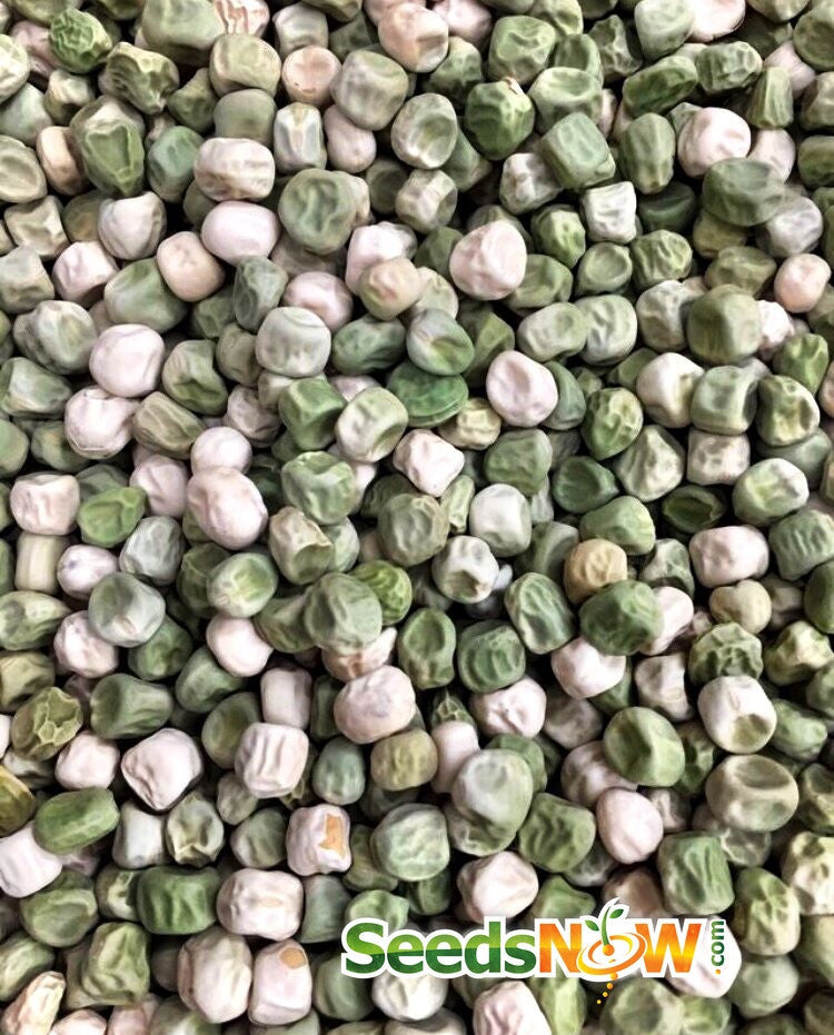 Close-up of green and white Sugar Snap pea seeds from SeedsNow