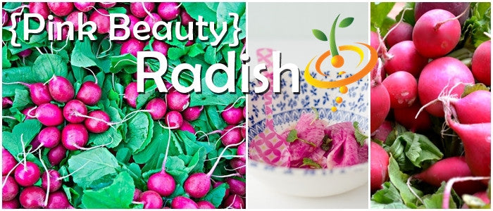 Pink Beauty radish seeds from SeedsNow, showcasing vibrant pink radish roots and green leafy tops in a natural garden setting.