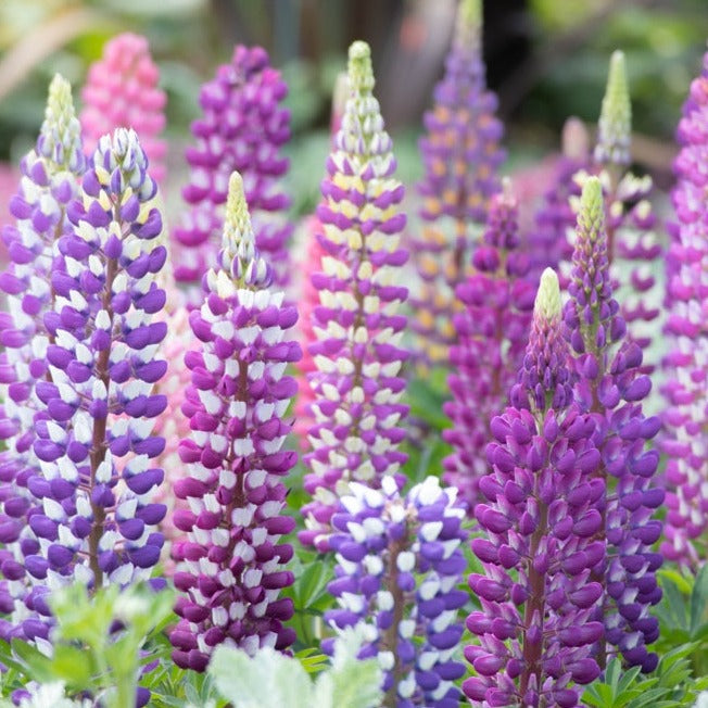 Buy Russell Mix Lupine Flower seeds from USA – Lupinus polyphyllus