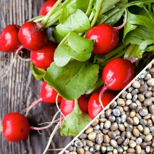 Bright red Champion radishes with green leaves alongside radish seeds on wooden surface
